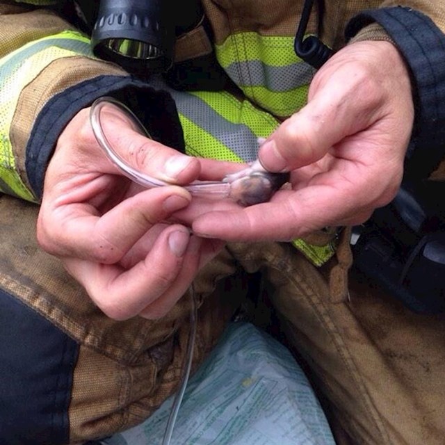 Vatrogasac daje kisik hrčku kojeg je upravo spasio od vatre!"