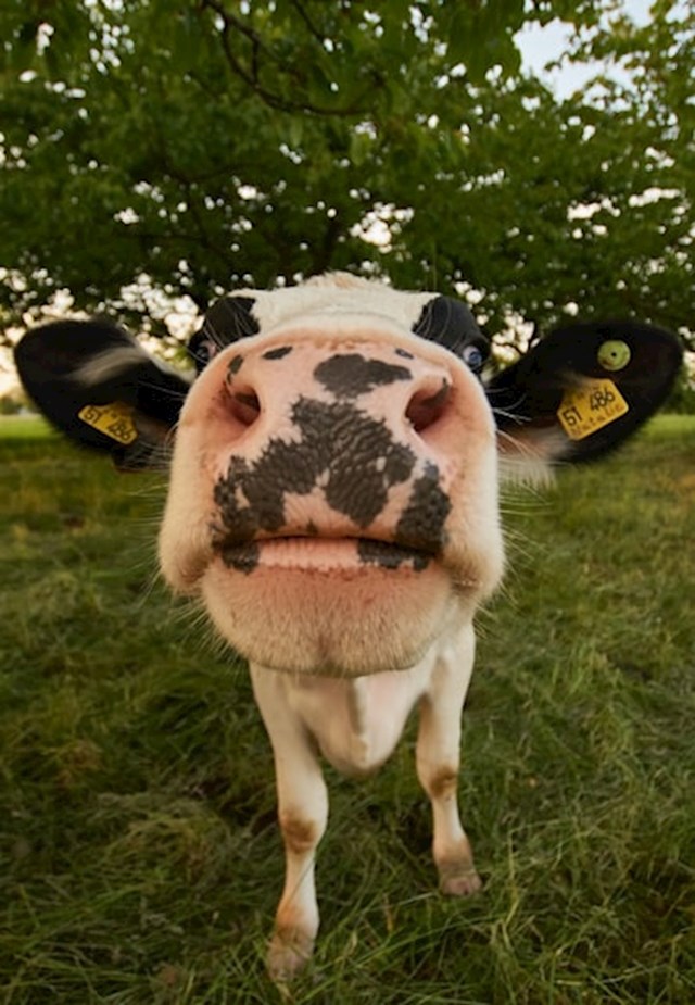 Krave, koje imaju ime, godišnje daju oko 250 litara mlijeka više od onih bezimenih