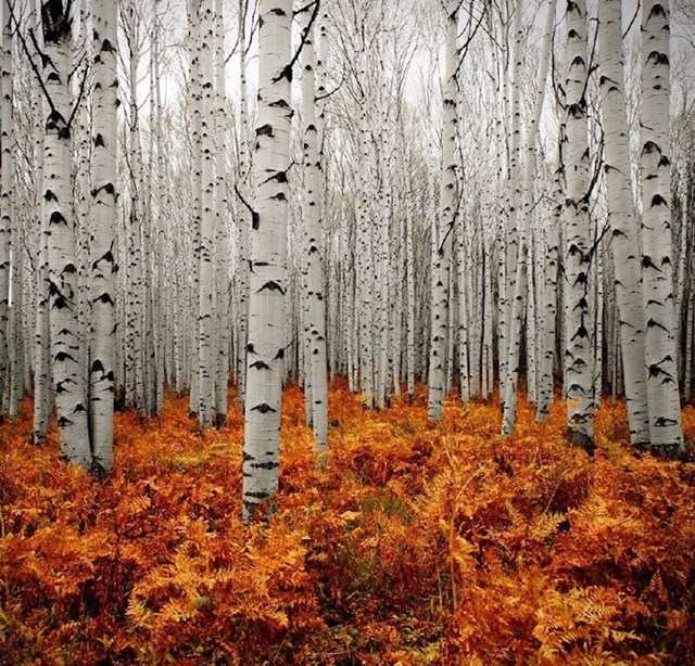 Šume Aspena