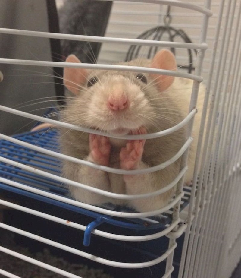 12. "Pozorno te slušam"