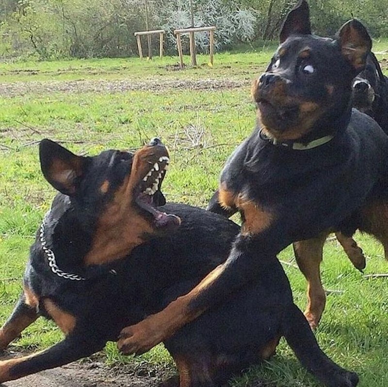 Kad ju ideš zagrliti, a ona još ljuta