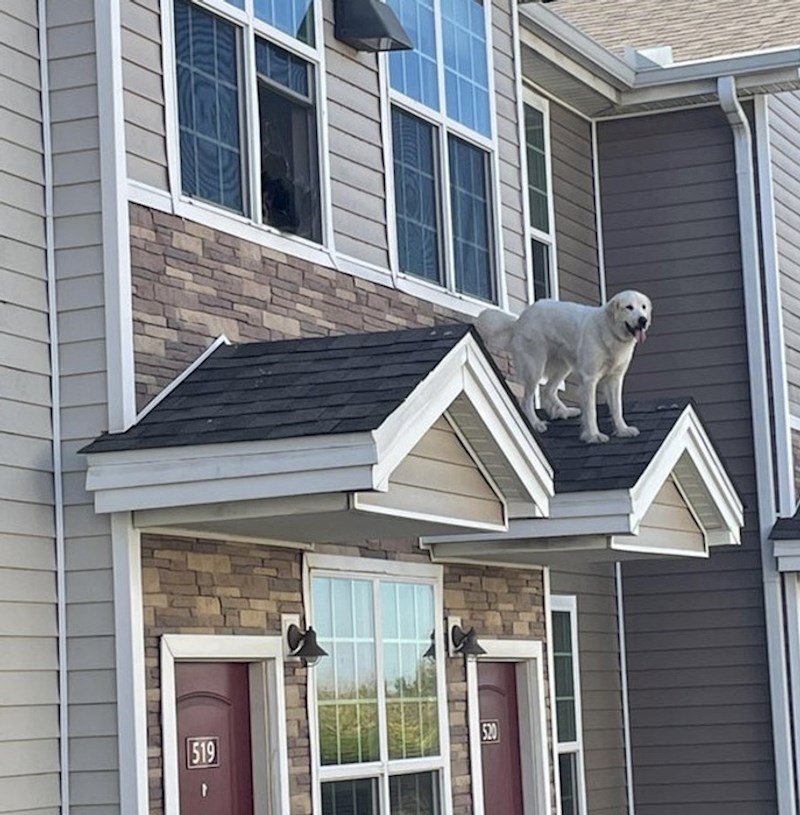 "Što je najgore, pojma nemam čiji je pas i kako je dospio ovamo"