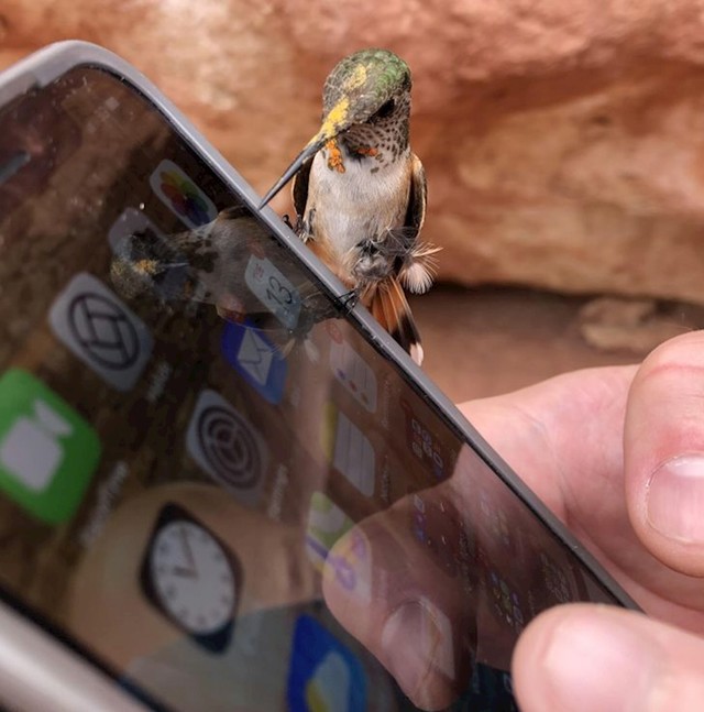 Tipu je kolibrić sletio na mobitel