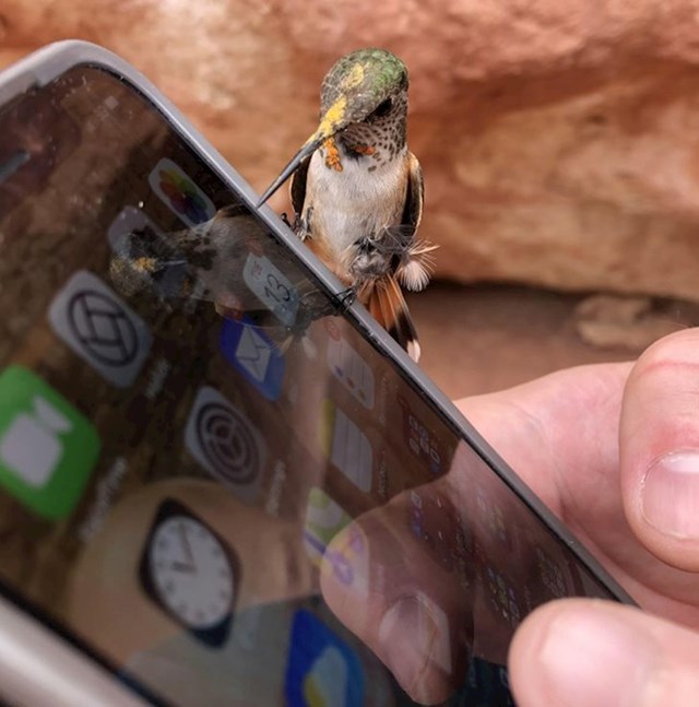 Tipu je kolibrić sletio na mobitel