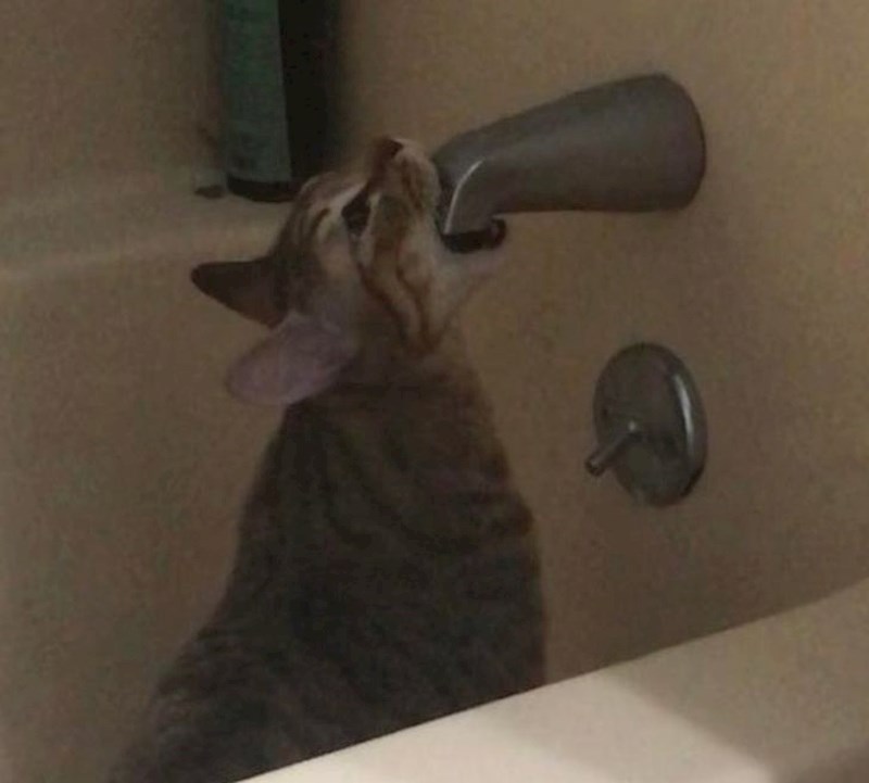 "Moj mačić i nije baš najoštriji alat u šupi..."