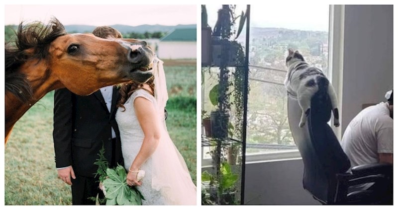 Ovih 16 fotki su sve što vam treba za podizanje raspoloženja ovo kišno popodne