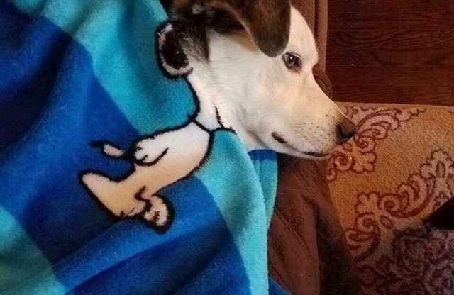 Pravo lice Snoopyja