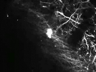 GIF: Ovako izgleda misao u mozgu