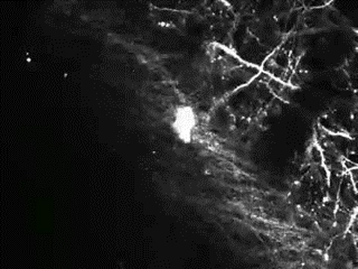 GIF: Ovako izgleda misao u mozgu