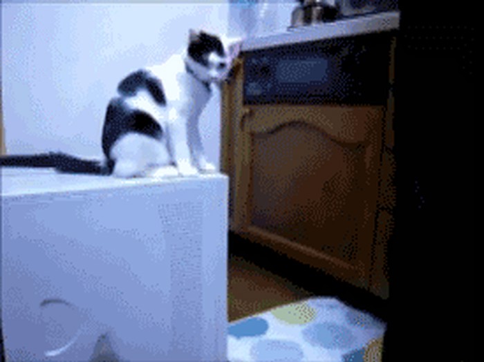 haha..gif