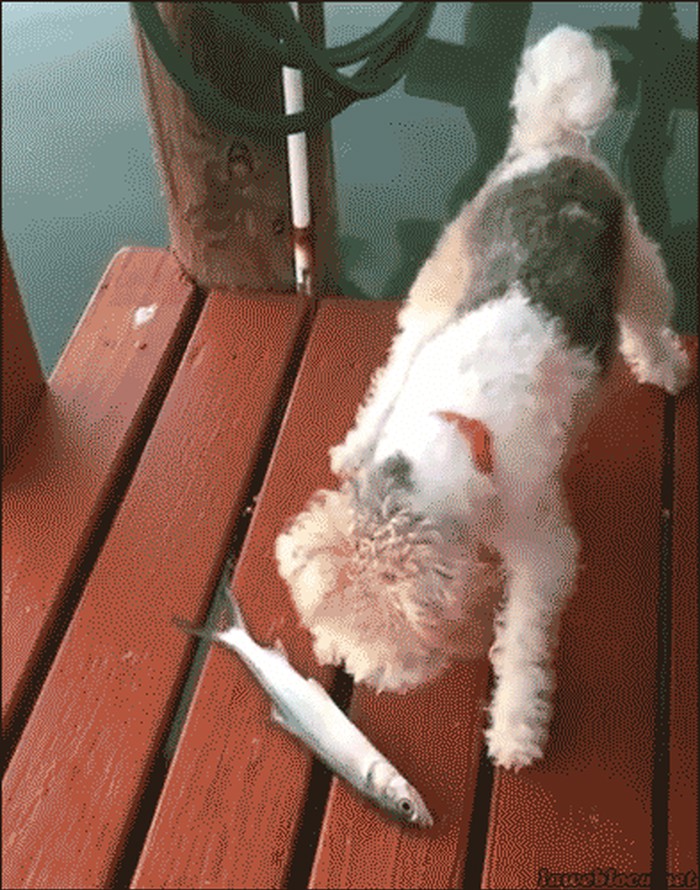haha, kakva junačina.gif