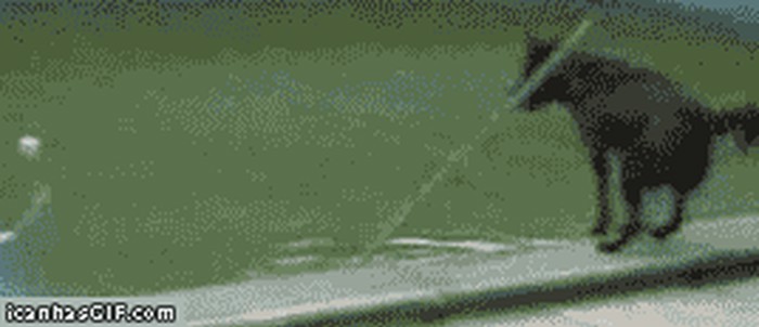 vjerojatno najpametniji pas u gradu...gif