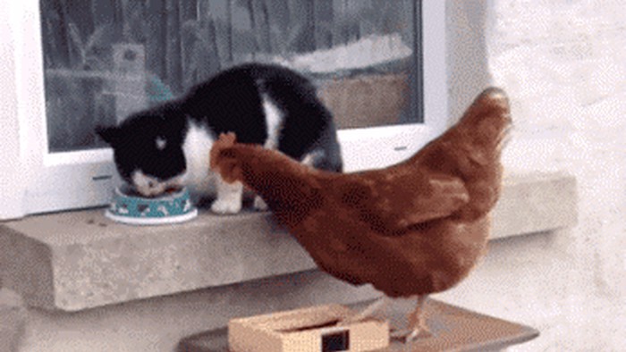 slušaj maco, nisam ti ja koka, ja sam orao..gif