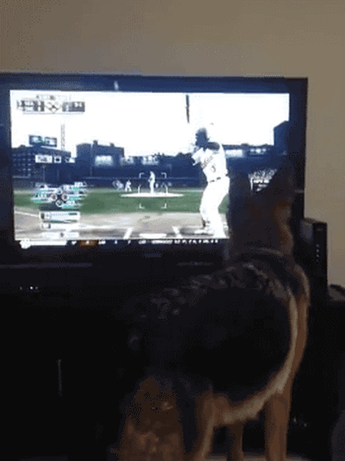 moja, moja, imam je..gif