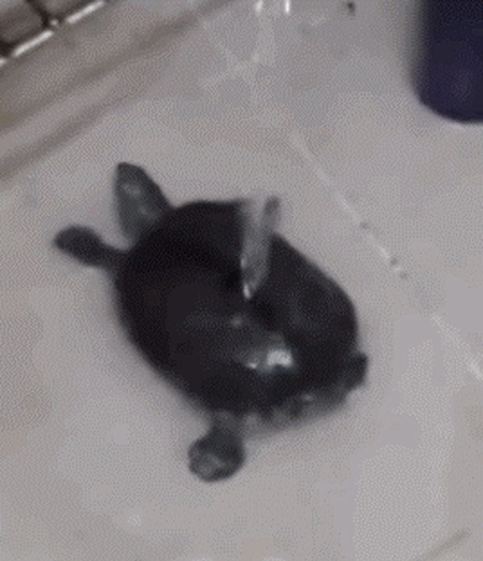mala kornjačica uživa u tuširanju..gif