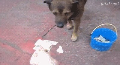 businessdog..gif