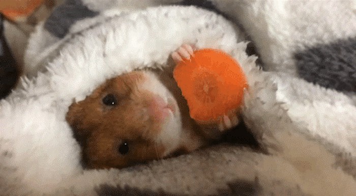 njami, njami..gif