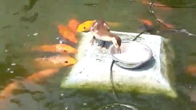 GIF: Velikodušna patkica komadićima kruha hrani frendove ribe!