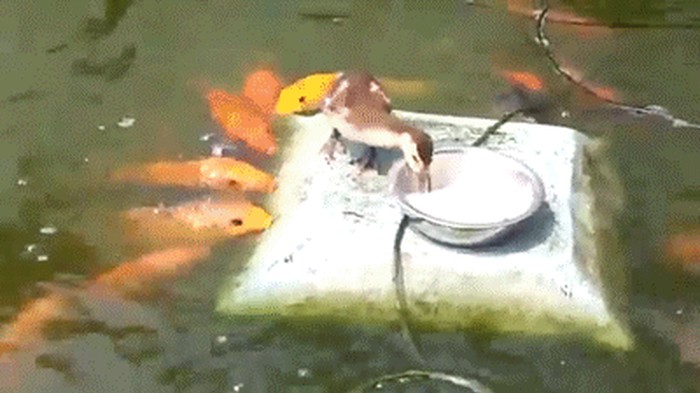 GIF: Velikodušna patkica komadićima kruha hrani frendove ribe!