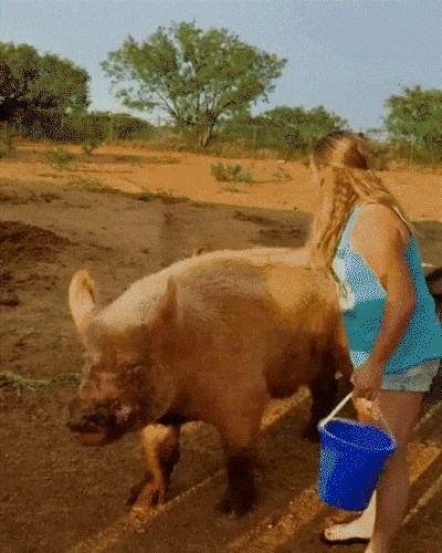 GIF Pokušao ju je zajahati, no to je završilo tragično