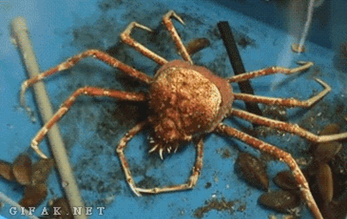 Čuda prirode: Ovako rak mijenja oklop