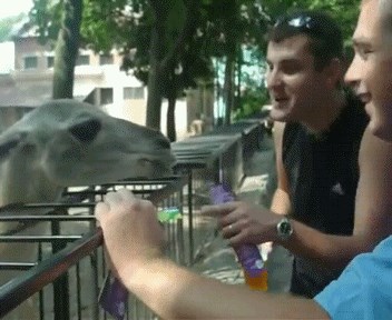 Pravilo broj 1 u zoološkom vrtu: Životinji nikad ne prilazi preblizu