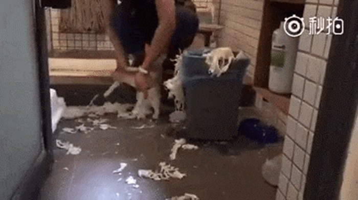 Mačka je napravila kaos u kući pa ju je vlasnik natjerao da "sama" počisti