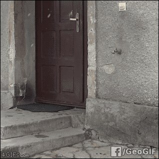 Pas naučio pozvoniti na vrata, strpljivo čeka da mu otvore