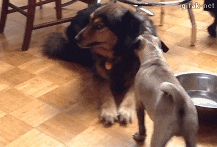 GIF: Gnjavio ga dok ne poludi, napravio piruetu od straha