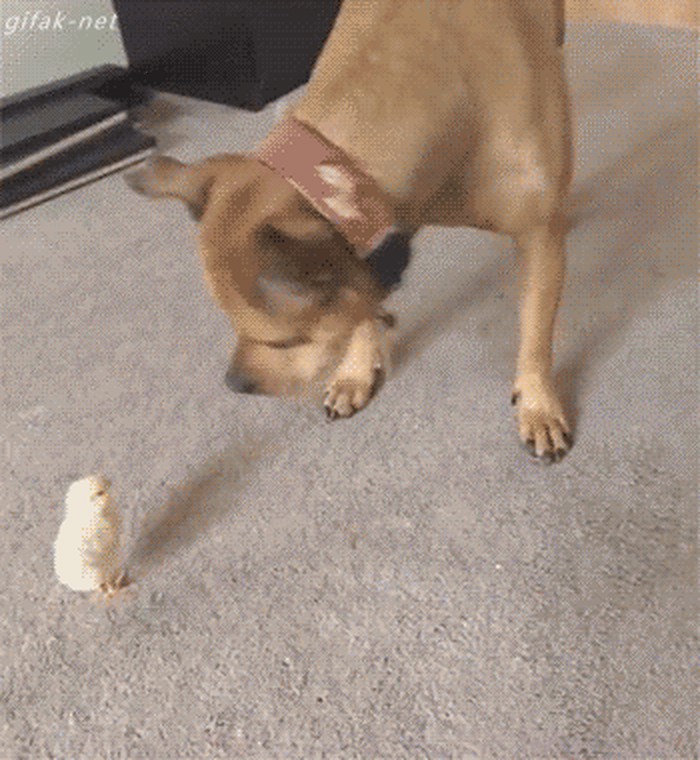 GIF: David i Golijat