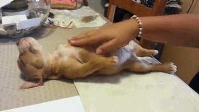 GIF: Subotnji odmor od prvomajskog klopanja