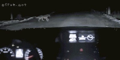 Znate li kako psi kradu aute? 