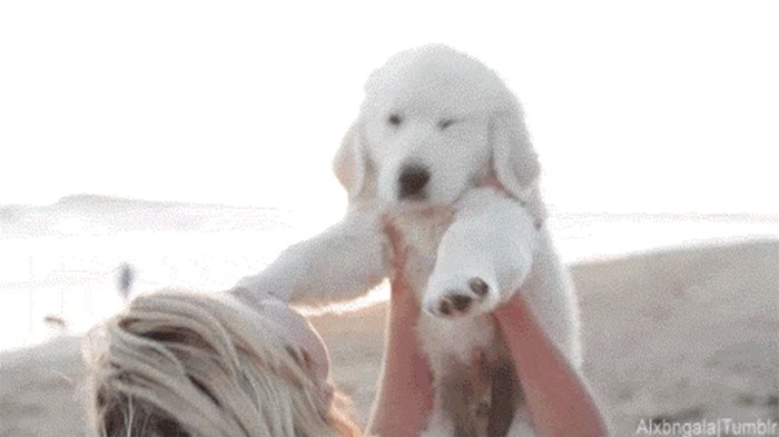 GIF: Ma imaju li ljubimci pojma koliko ih volimo?