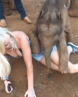 GIF: Slonić se hoće igrati s plavušom