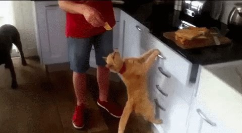 Maca postaje vrsna gimnastičarka