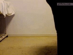 Vlakić mopseva: Mi samo prolazimo ovuda