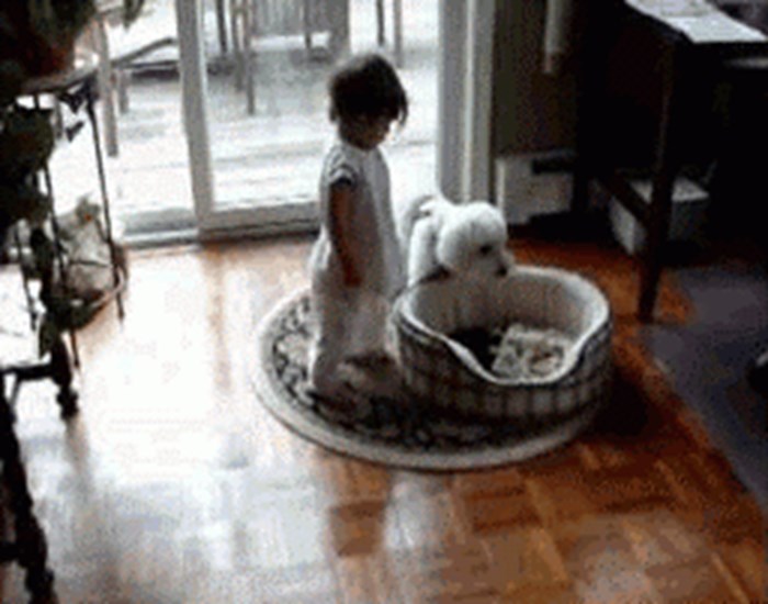 Škrti pas ne želi s djetetom podijeliti svoj krevetić!