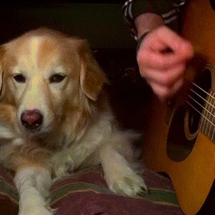 GIF: Svaki gitarist početnik zna ovaj osjećaj