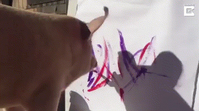 GIF: Ovo je Pigcasso, umjetnik među svinjama!