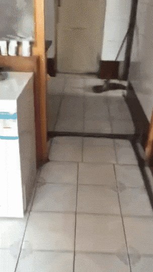 Je li moguće da i ovakve mačke postoje?