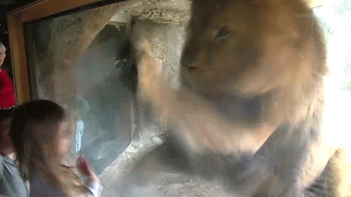 GIF: Ma neće, neće, igrao bi se!
