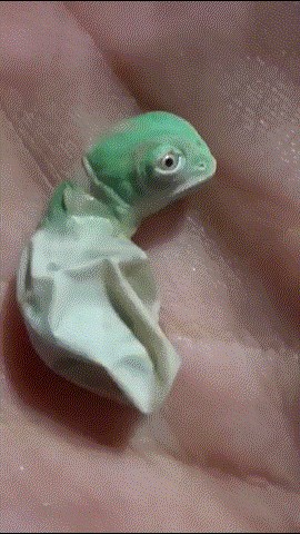 GIF: Znate li kako se rađaju mali kameleoni? 