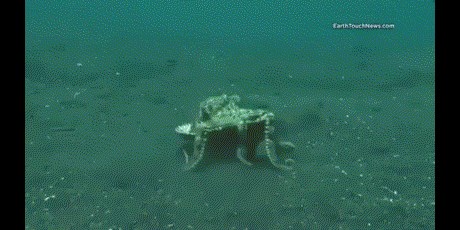 GIF: Kako se hobotnica štiti od neprijatelja