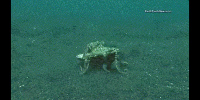 GIF: Kako se hobotnica štiti od neprijatelja
