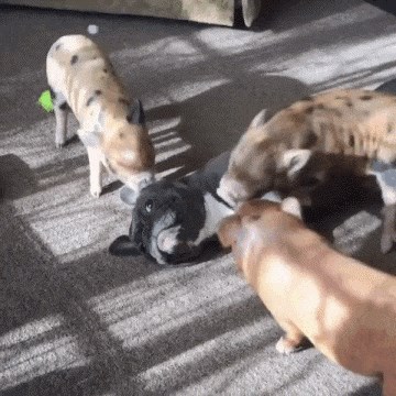 Nesvakidašnji kućni ljubimci: Praščići misle da im je pas mater!