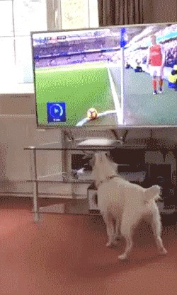 GIF Psić je pomno pratio utakmicu, no nešto mu ipak nije bilo jasno