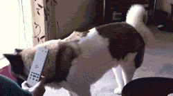 GIF Ovaj je pas odlučio pomoći čovjeku u nevolji