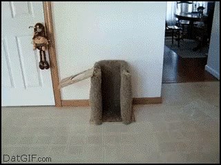 Ovakvo nešto još niste vidjeli, pogledajte kako ovaj pas jede!