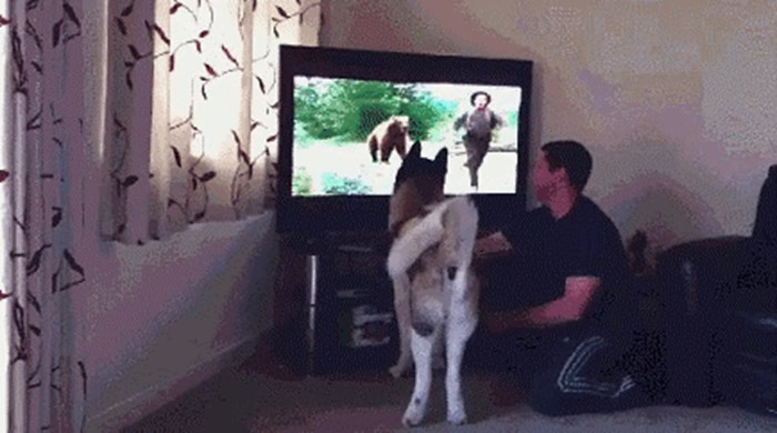 GIF: Ovaj pas se totalno uživio u film
