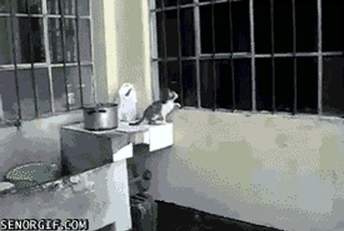 GIF: Mačke pametnije i od nekih ljudi